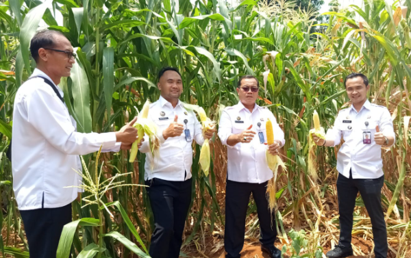 Kepala Lapas Kelas IIB Pati Suprihadi,  sedang melaksanakan kegiatan panen jagung di lahan pertanian binaan yang berada di area dalam Lapas., Senin (20/10/2025).