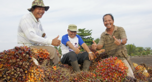 PalmCo Serap 3,25 Juta Ton TBS Petani Sepanjang 2025, Perkuat Ekonomi Kebun Rakyat