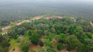 PalmCo Perluas Praktik Perkebunan Berkelanjutan di 44.000 Hektare Sawit Riau