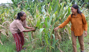 Reforma Agraria Desa Soso Angkat Peran Petani Perempuan